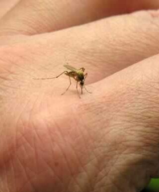 puntura di insetti