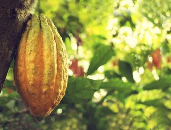 Il Cacao più antico del pianeta a rischio di estinzione