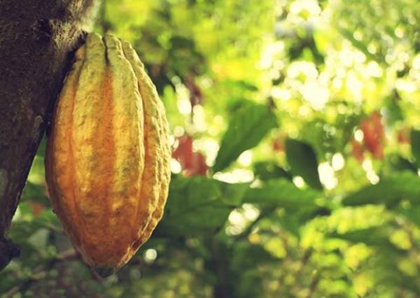 Il Cacao più antico del pianeta a rischio di estinzione