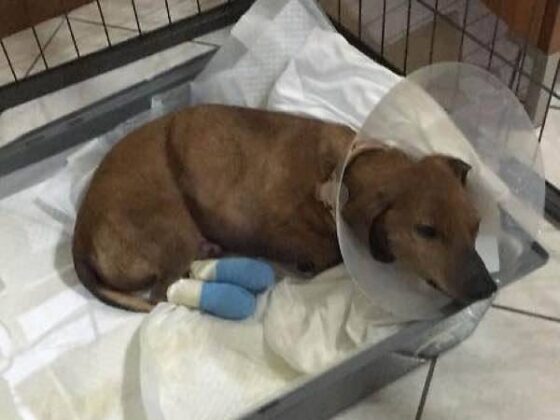 Le Iene, Castelverde il cane Pallino seviziato mozzate tutte le dita. Caccia al bastardo