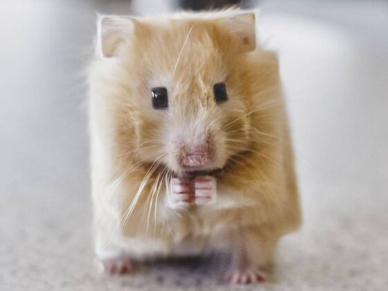 Ecco come sarebbero gli animali se fossero cubici