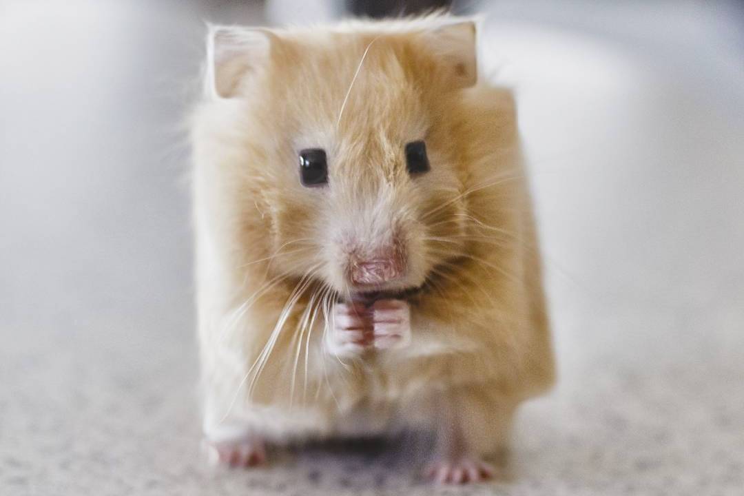 Ecco come sarebbero gli animali se fossero cubici