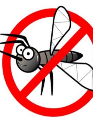 Come fare la disinfestazione delle zanzare e delle formiche in casa in modo naturale