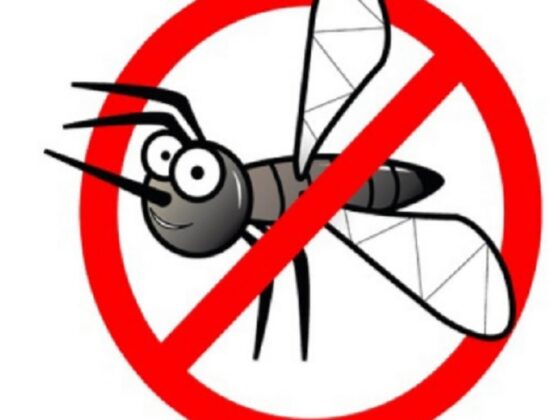 Come fare la disinfestazione delle zanzare e delle formiche in casa in modo naturale