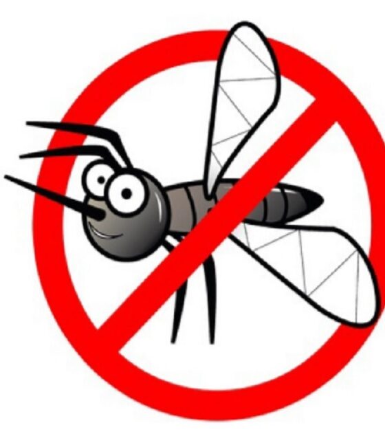 Come fare la disinfestazione delle zanzare e delle formiche in casa in modo naturale