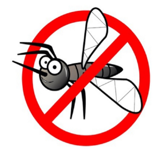 Come fare la disinfestazione delle zanzare e delle formiche in casa in modo naturale