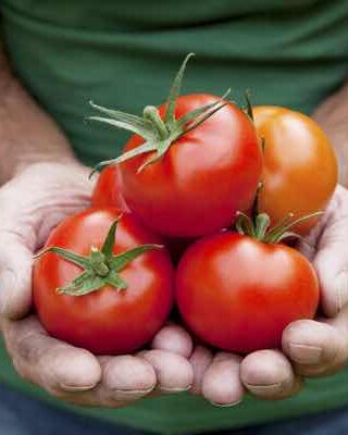 Pomodori funzioni antiossidanti ecco quali sono e perchè fa bene