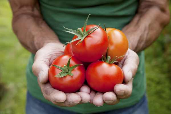 Pomodori funzioni antiossidanti ecco quali sono e perchè fa bene