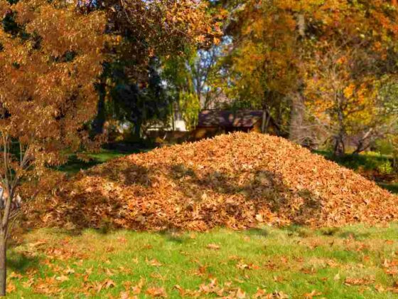 Test della volpe nessuno riesce