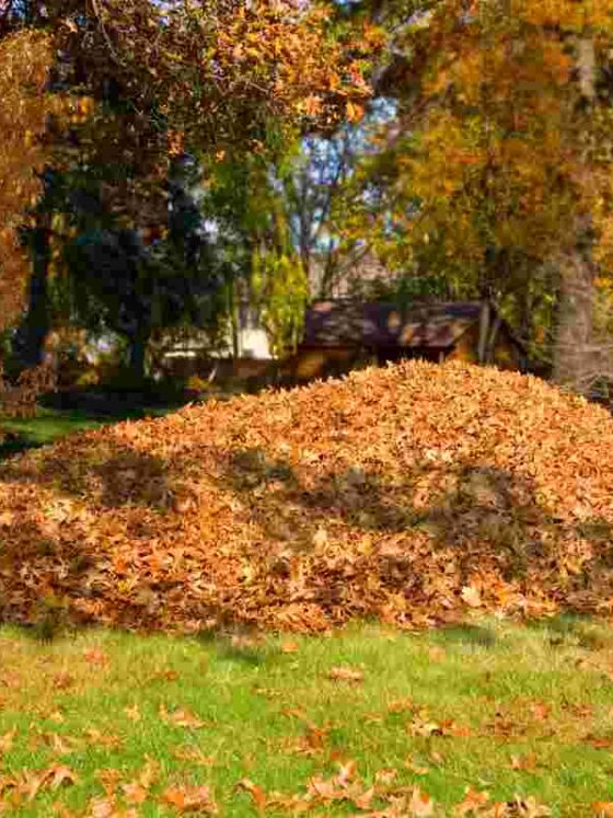 Test della volpe nessuno riesce