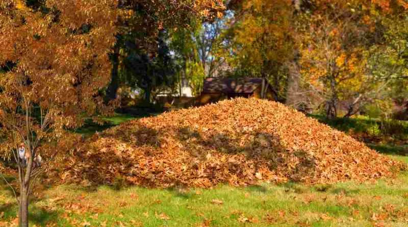 Test della volpe nessuno riesce