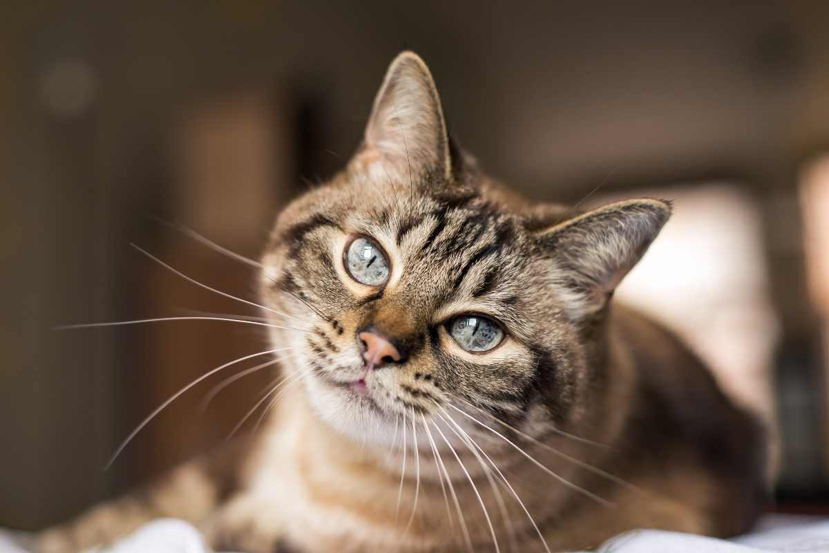 macchie di Rorschach test